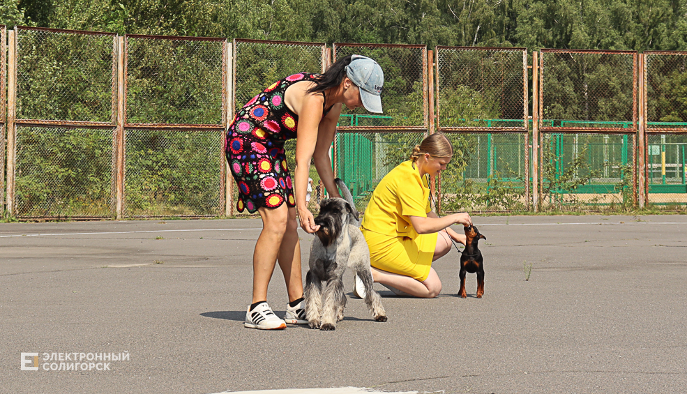 dogs2 37