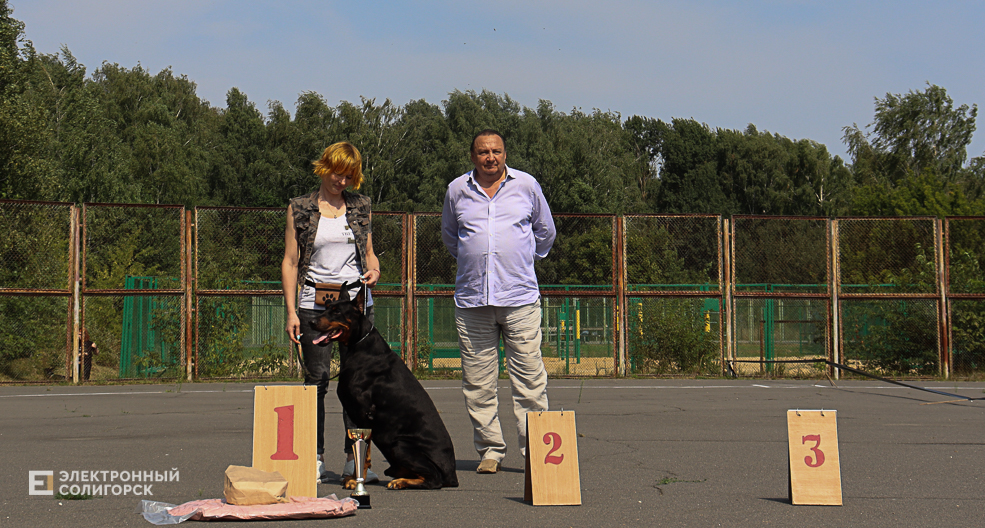 dogs2 38