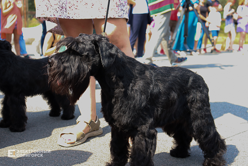 dogs2 39