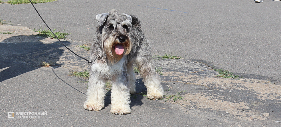dogs2 4