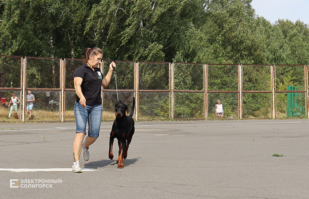 dogs2 40