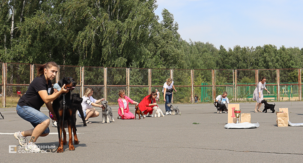 dogs2 41