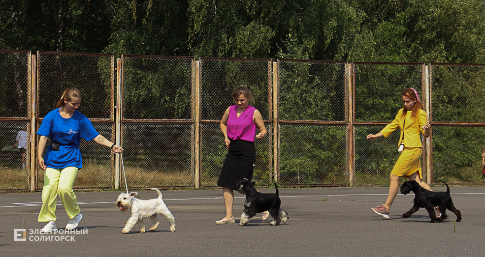 dogs2 43
