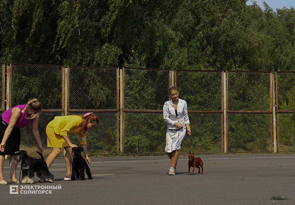 dogs2 44
