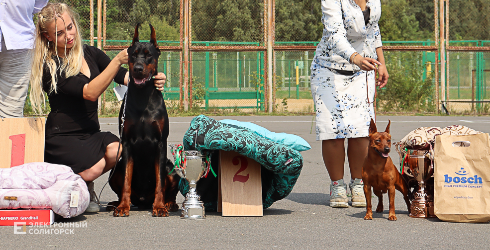dogs2 46