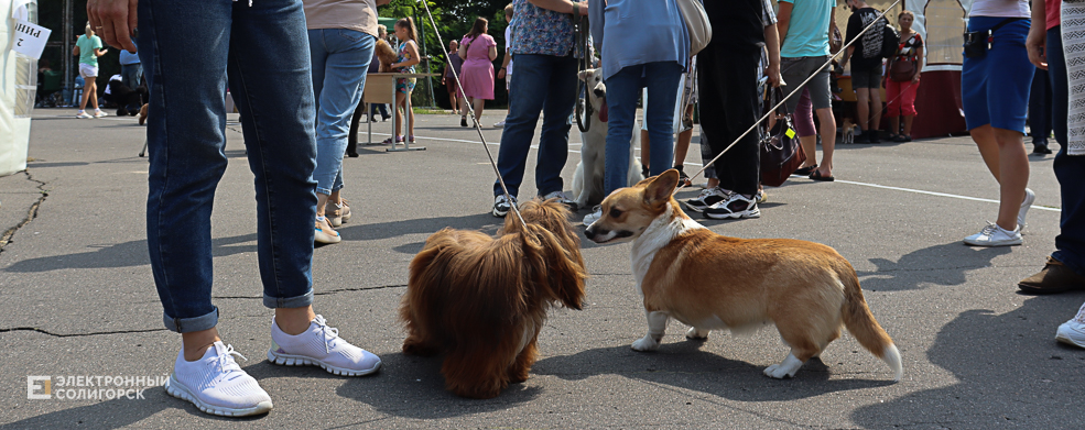 dogs2 47