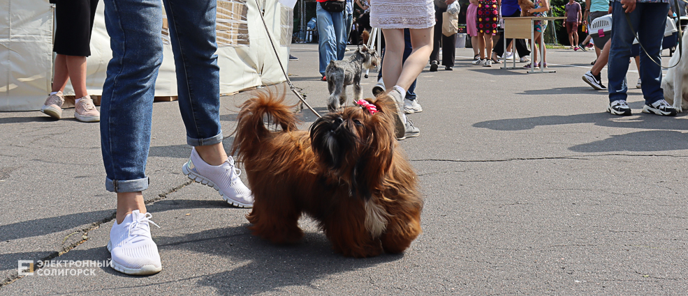dogs2 48