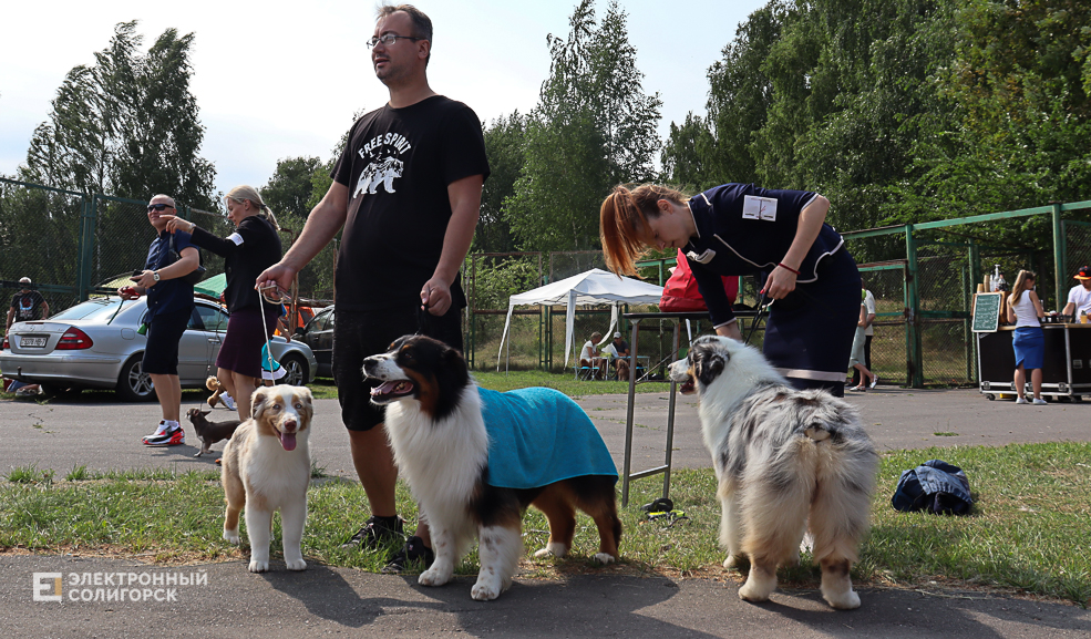 dogs2 49