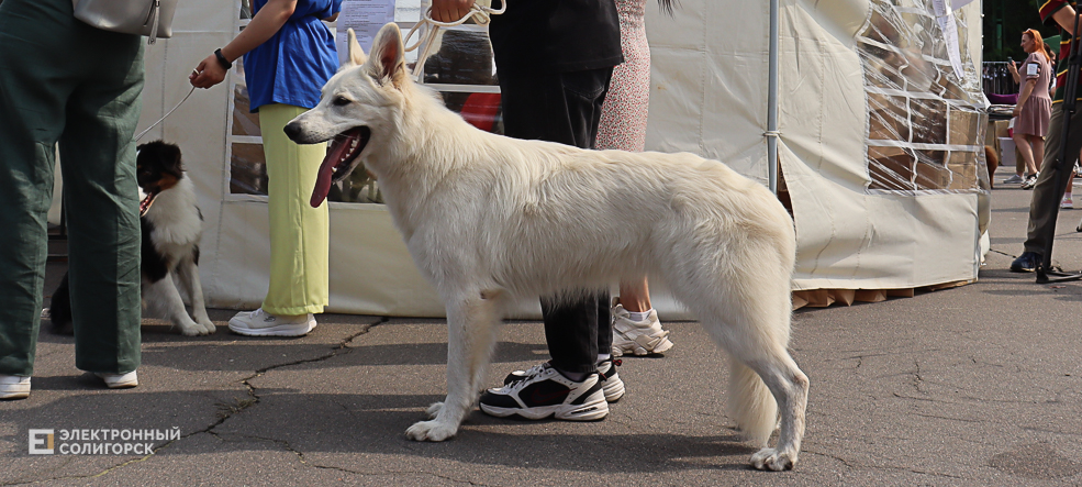 dogs2 50
