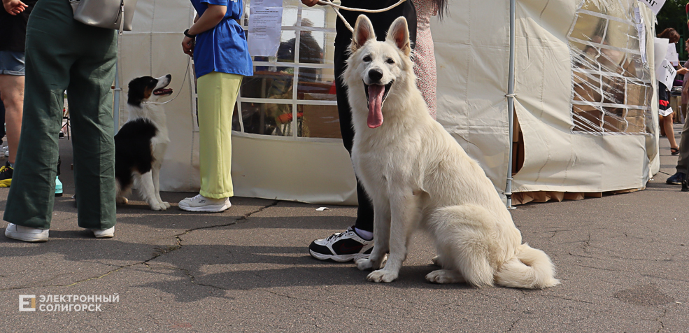 dogs2 51