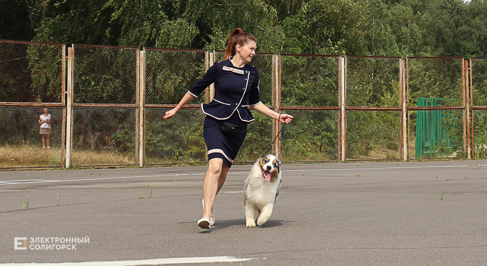 dogs2 52