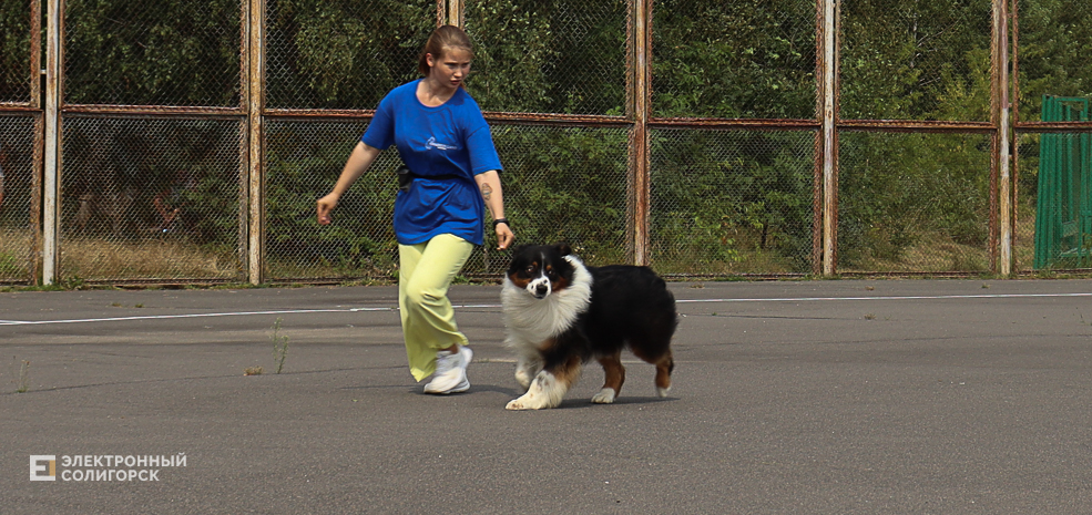 dogs2 53