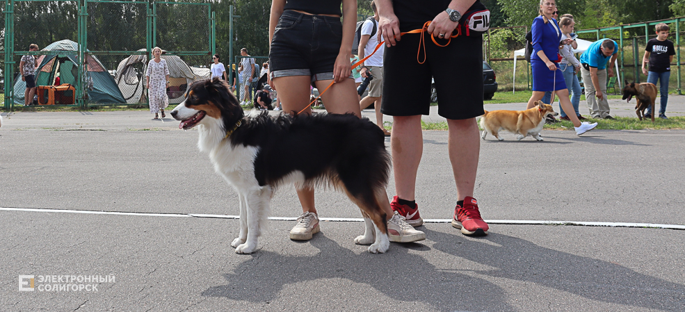dogs2 54