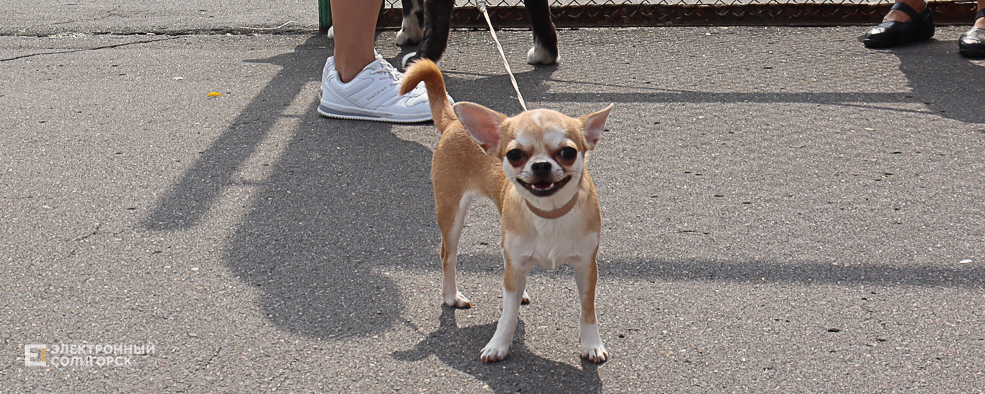 dogs2 55
