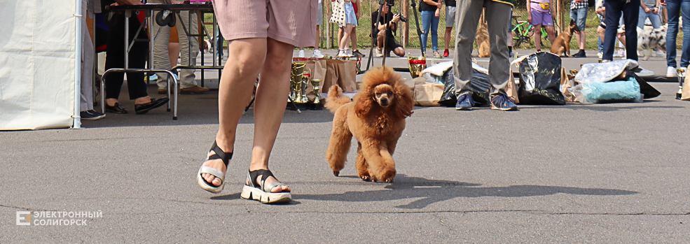 dogs2 56