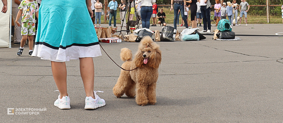 dogs2 57