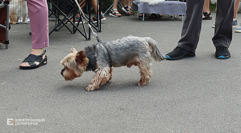 dogs2 58