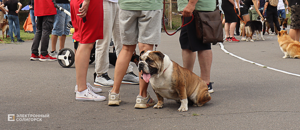 dogs2 59