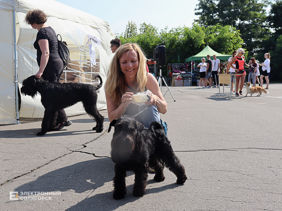 dogs2 6