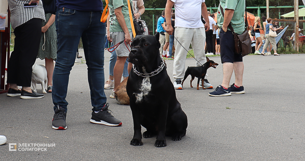 dogs2 61