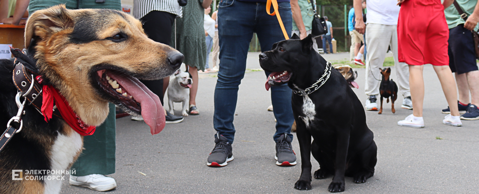 dogs2 62