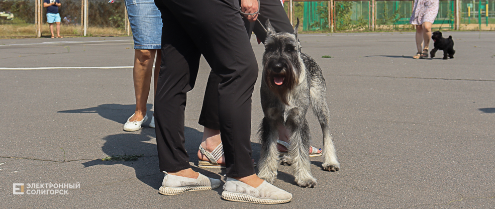 dogs2 7
