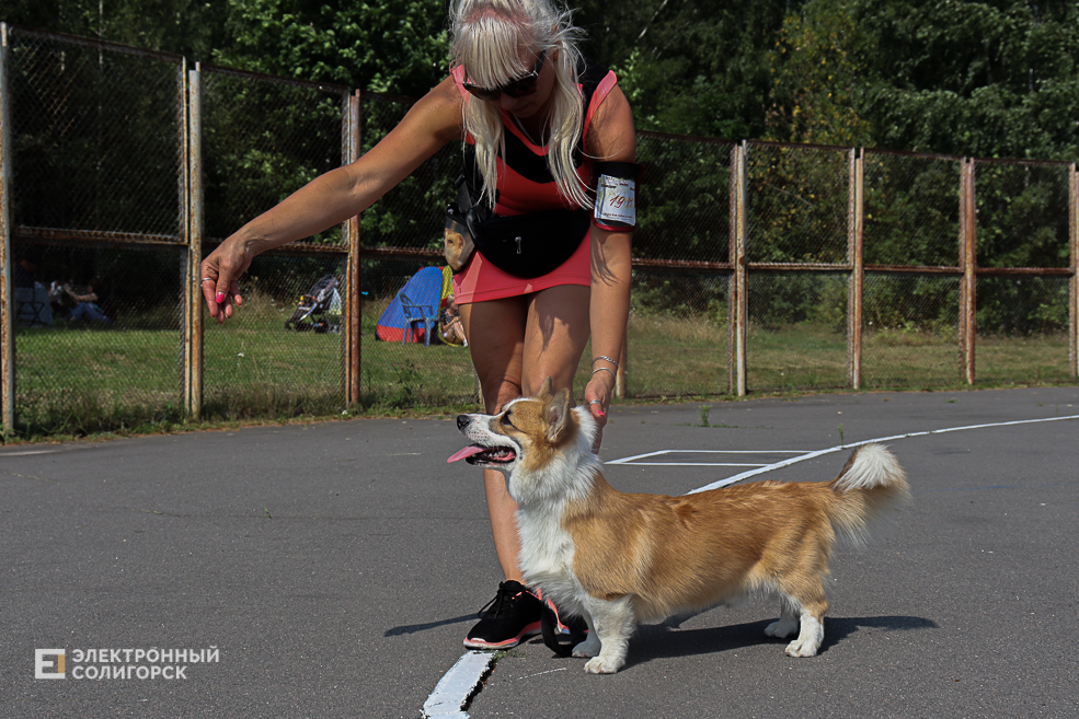 dogs2 8
