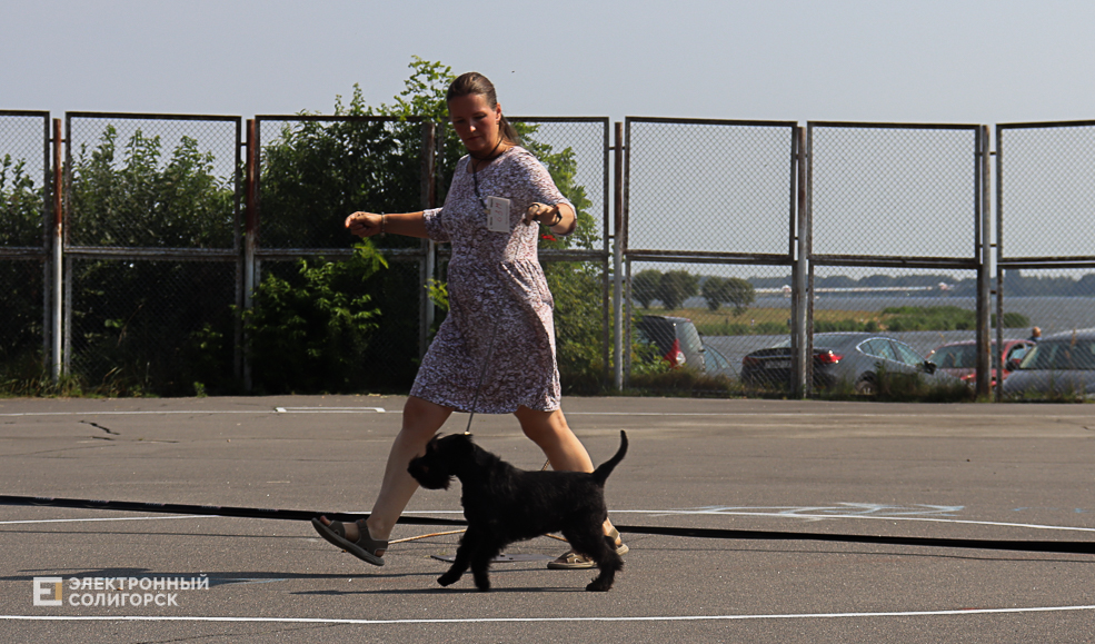 dogs2 9
