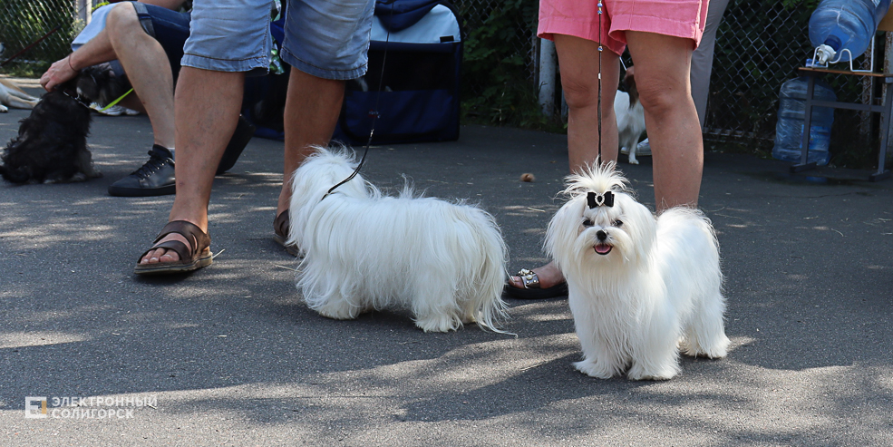 dogs2