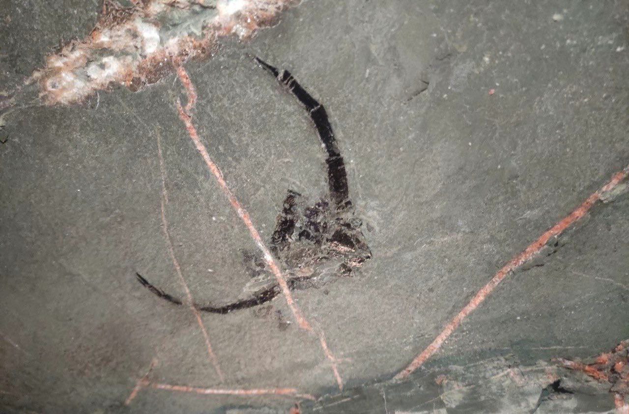 rakoskorpion 1