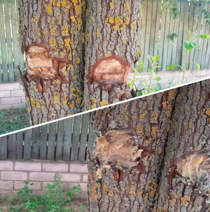 trees 1