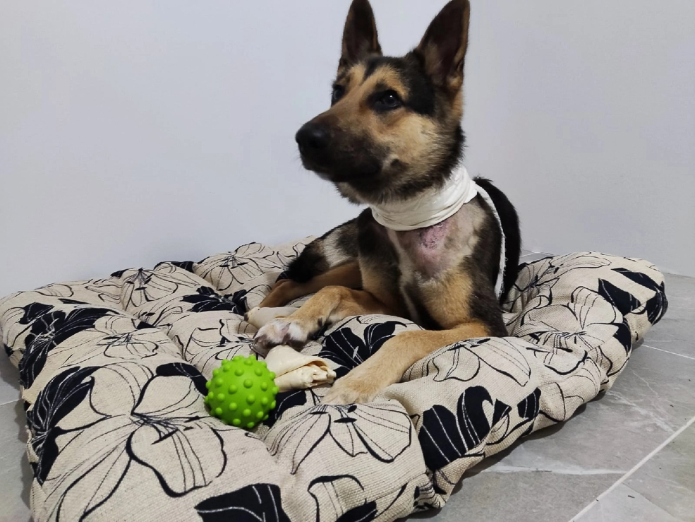Dog 2