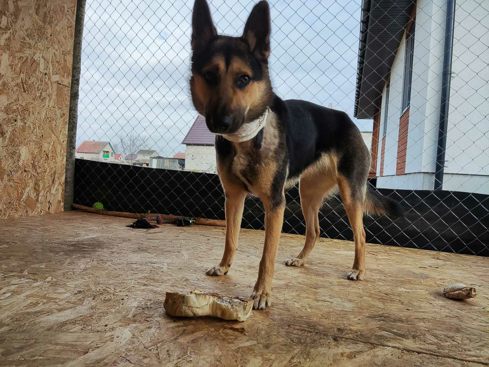 Dog 3