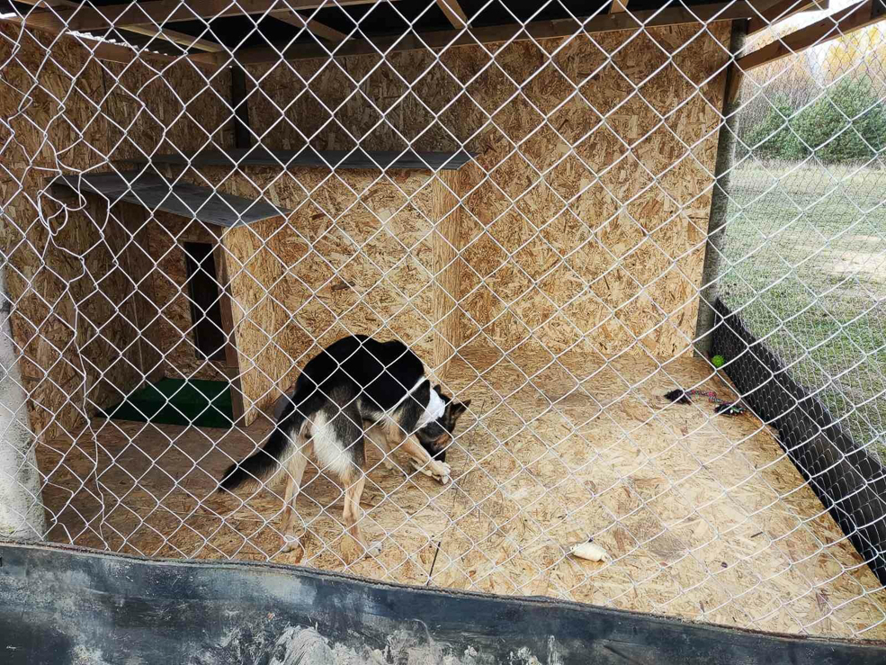 Dog 4