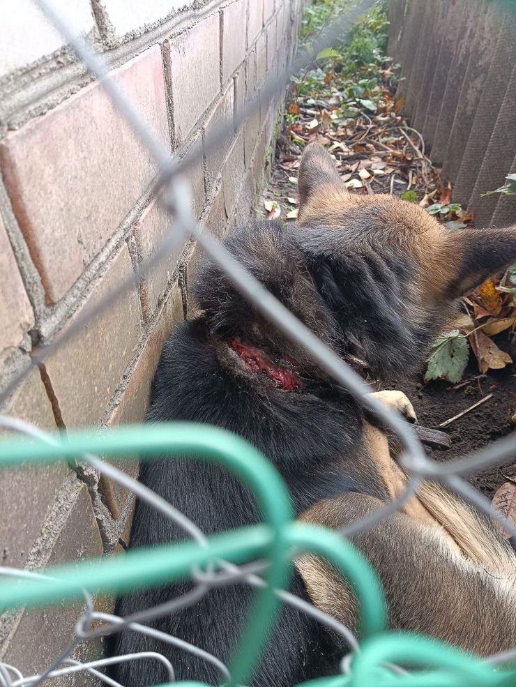 Dog 5
