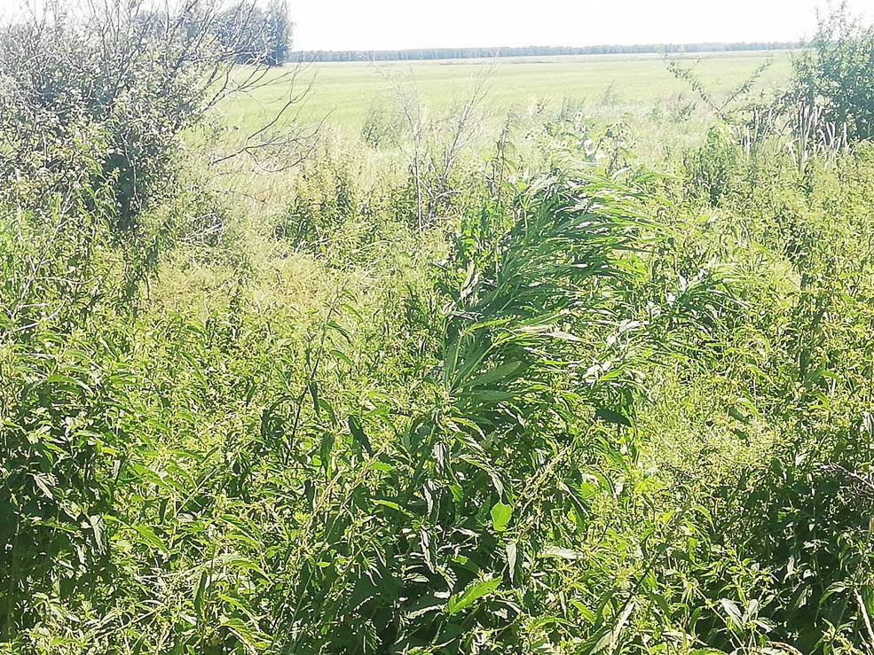 Konoplya 2