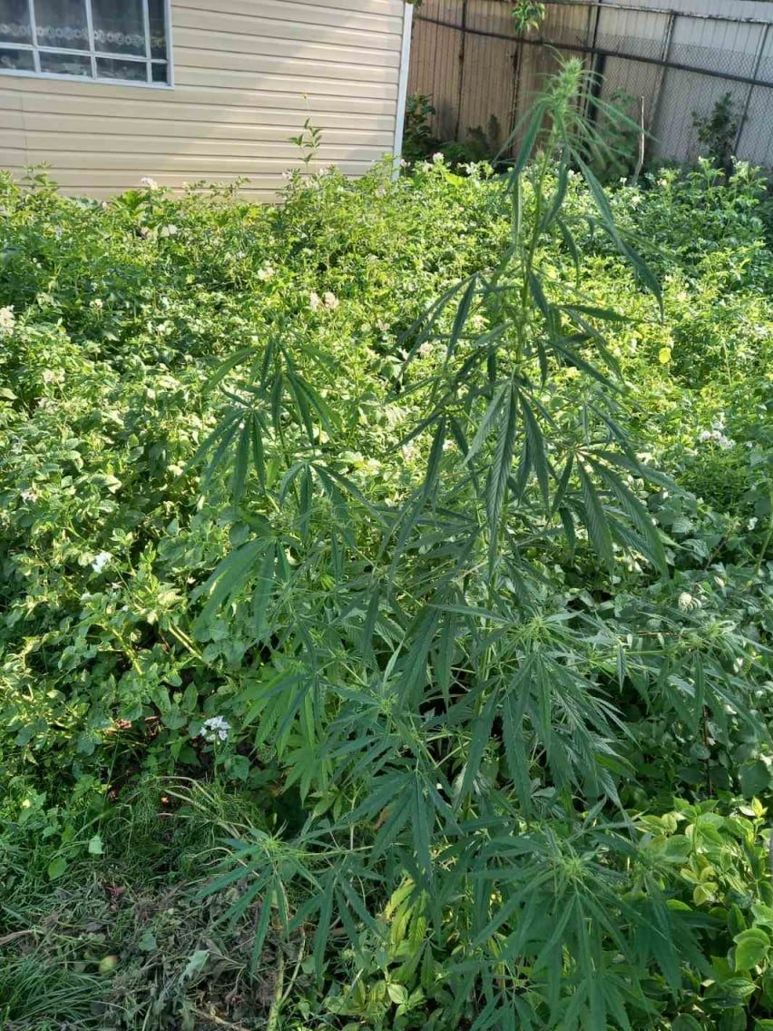 Konoplya dacha 1