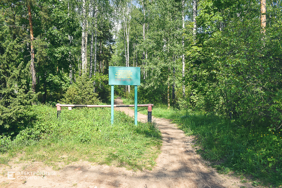 Rodniki 19