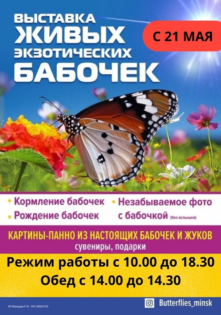 babochki 1