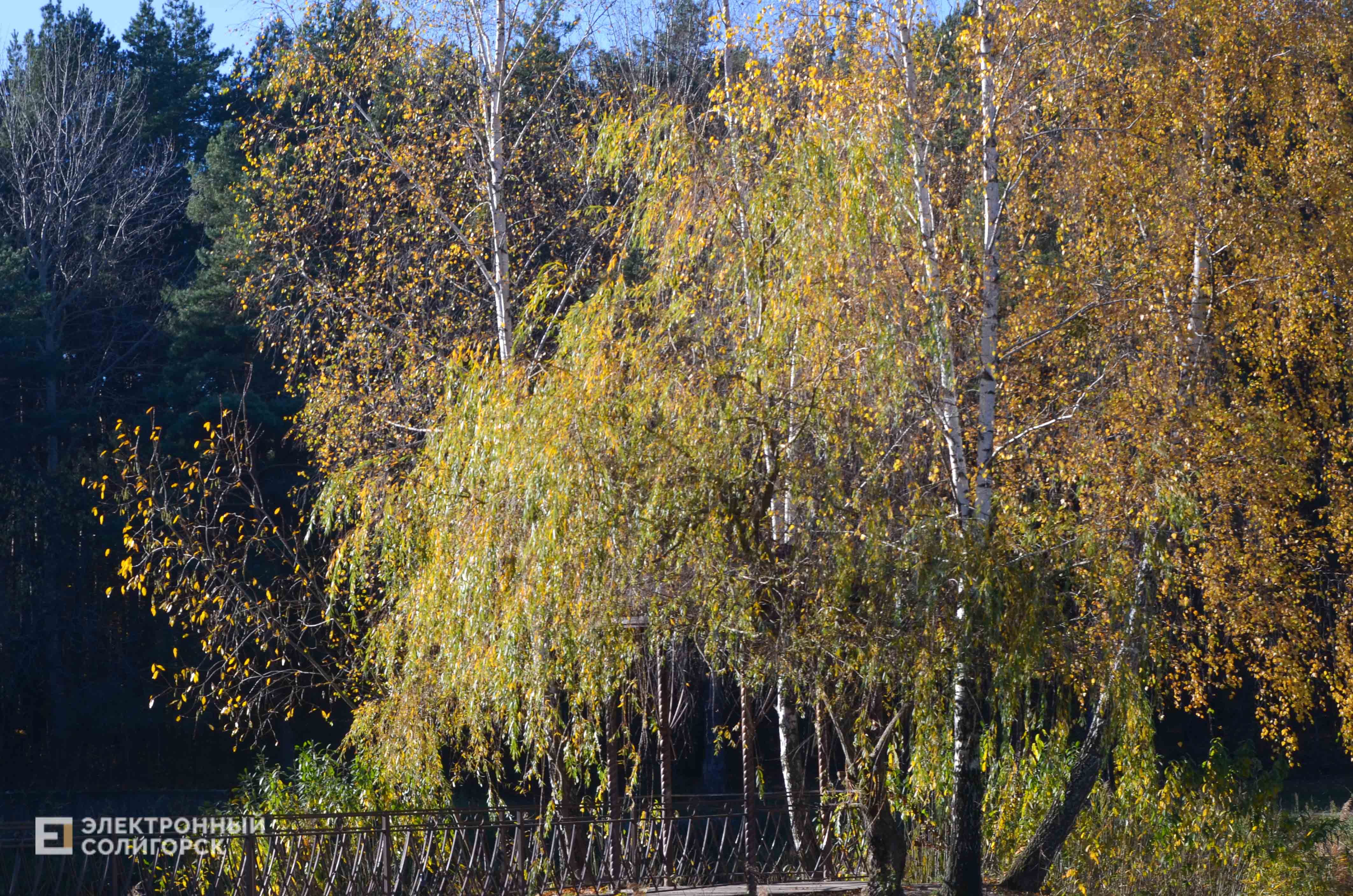 Lyagushatnik 10