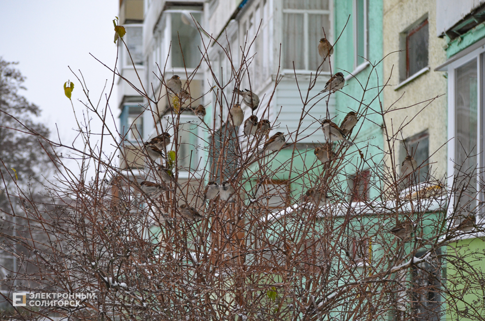 Snow Soligorsk 1