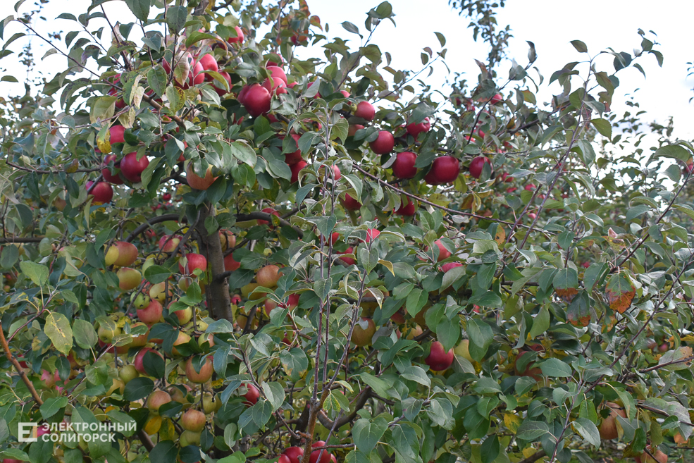 Pruzhanka 87