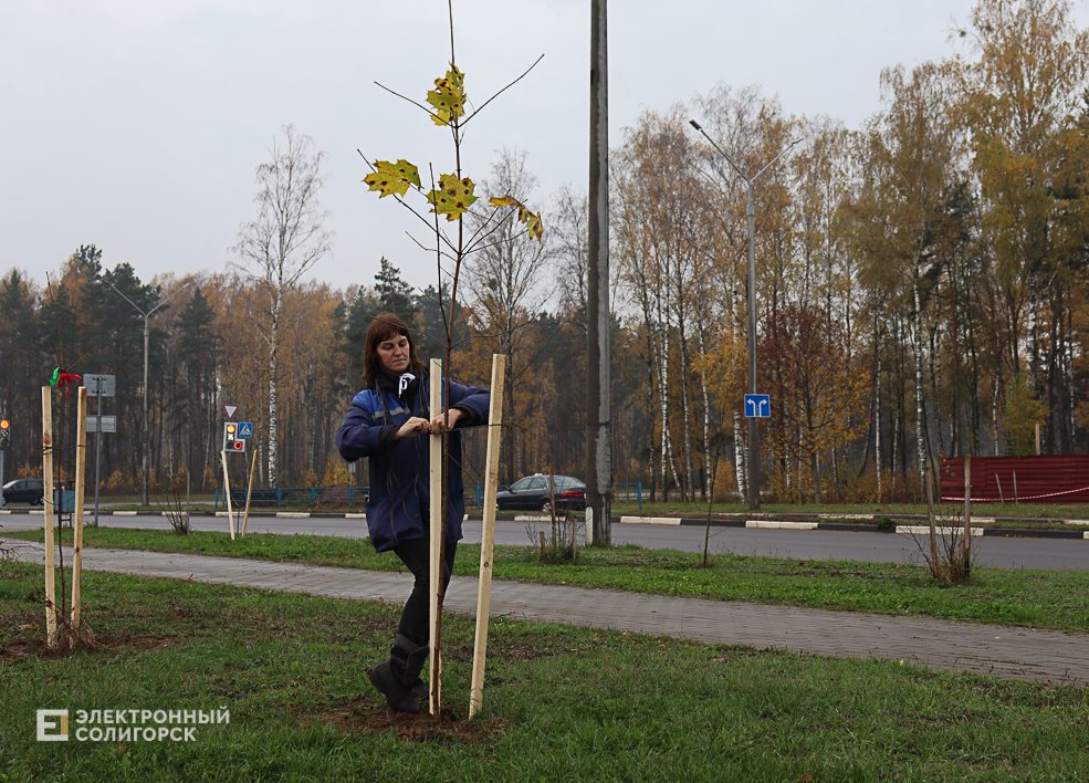 tree2 20
