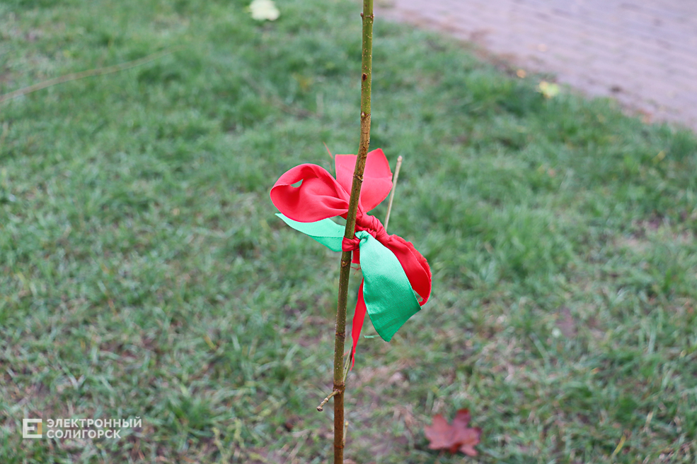 tree2 24