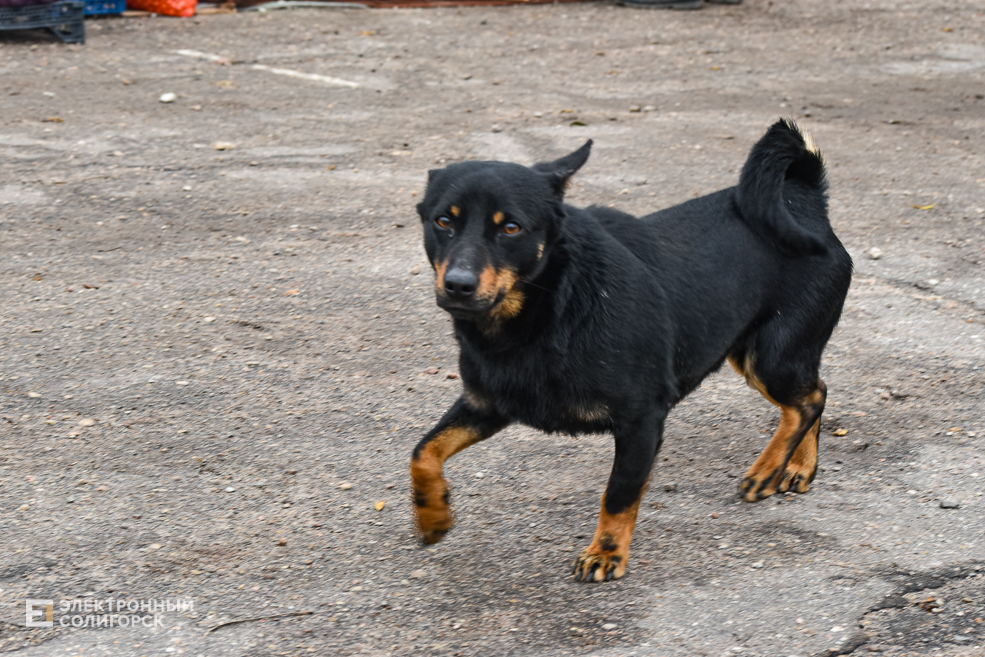 Rynok Starobin 23