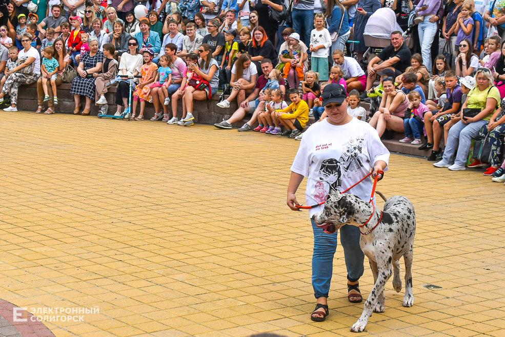 Dogshow 8