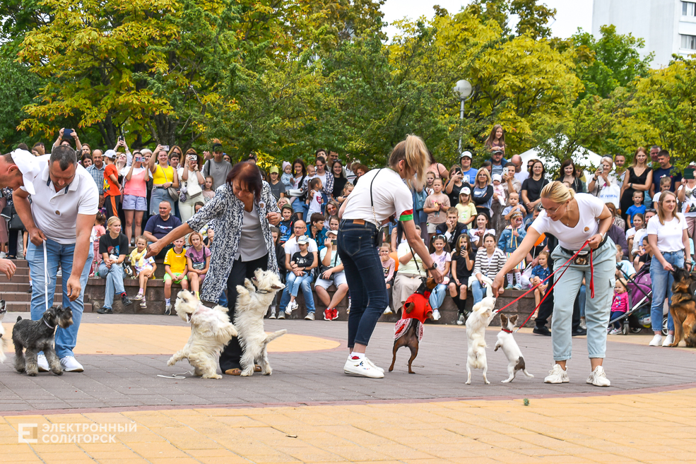 Dogshow 8