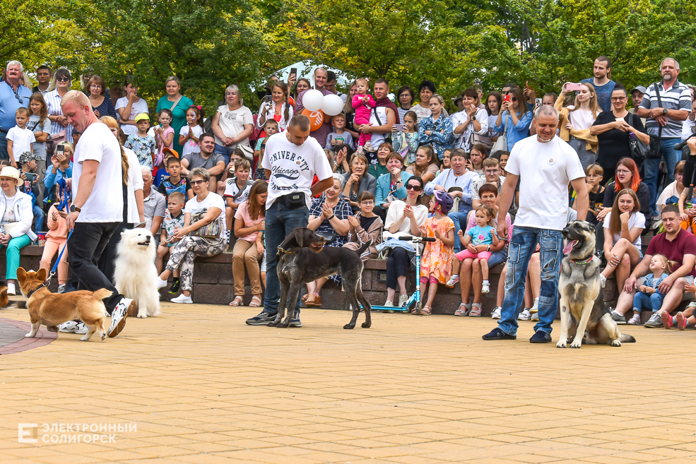 Dogshow 8