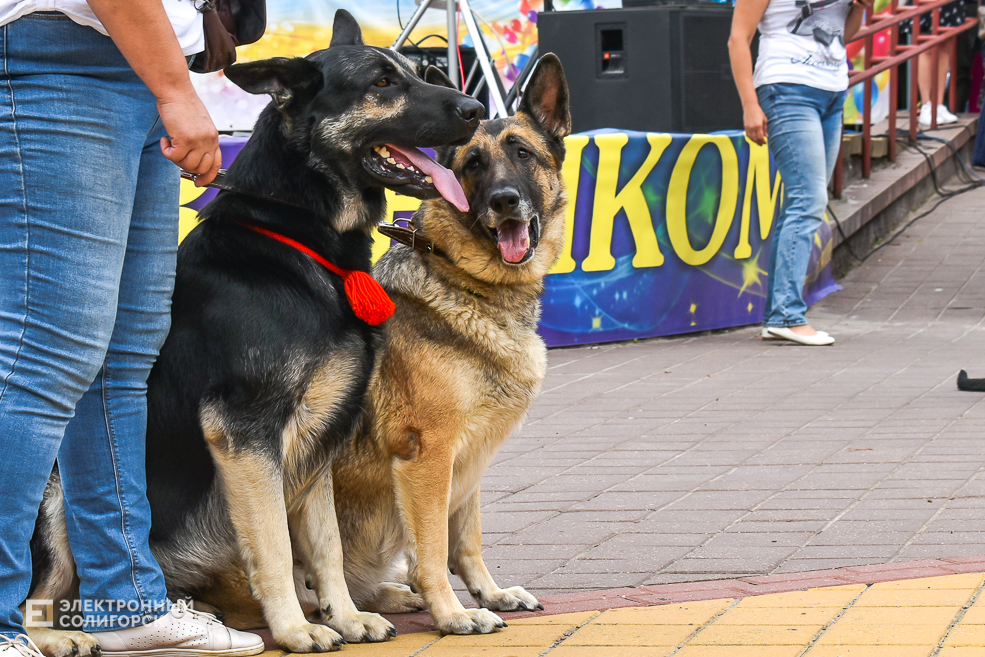 Dogshow 8