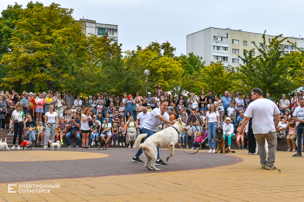 Dogshow 8